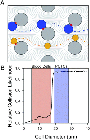 In geometrically-enhanced differential immunocapture (GEDI), obstacles distort streamlines, leading to cell–wall impact. Positioning of obstacles (large grey circles) is chosen to differentially cause cell–wall impacts for target cells (A). Larger cells (PCTCs and LNCaPs, black circles) are displaced onto streamlines that impinge on the next obstacle, while smaller cells (small grey circles) convect through the device with fewer interactions. In silico simulation of cell advection through the flow field predicts the frequency of cell–wall collisions over a range of cell sizes (B). Shaded regions indicate the general size range for hematologic cells and PCTCs respectively.