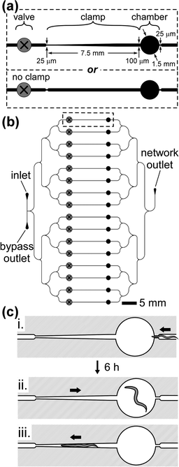 Design of the microfluidic array of chambers and clamps. (a) Design of a single circular chamber and adjoining clamp (upper panel). The diagram specifies the dimensions of the design. For experiments that did not require periodic immobilization, we used a design that did not include the tapered clamp (lower panel). (b) Design of an array of 16 chambers. The dashed rectangle indicates the location of the features described in (a). A network of branching distribution channels delivers a suspension of E. coli from the inlet, through the chambers, and to the outlet. The bypass outlet enables the removal of sedimented bacteria from the inlet. The presence of a screw valve in each branch of the network enables each chamber and clamp to be fluidically isolated. (c) (i) Loading the worm into the chamber. The width of the microchannel directly to the right of the chamber is just wide enough to allow the passage of a worm in the early stage of L4 into the chamber. The arrow indicates the direction of flow. (ii) After approximately 6 h at 24 °C, the worm becomes too large to fit within the microfluidic channels, and thus continuous flow of liquid through the chamber may commence. Continuous flow of a suspension of bacteria from left to right provides food to the worm and prevents the worm from entering the clamp. (iii) By reversing the direction of flow from right to left, we directed the worm into the clamp for temporary immobilization.