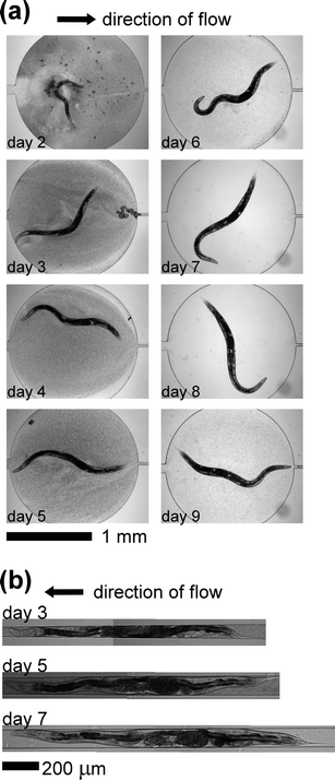 Images of C. elegans inside the device. (a) Images of a single wild-type worm (N2) within the microfluidic chamber. The worm hatched on day 0, and was loaded into the microfluidic device on day 2 (during the L4 larval stage). The lifespan of this worm was 9 days. (b) Composite images of the worm from panel (a) immobilized within the microfluidic worm clamp. We periodically loaded the worm from the chamber into the clamp to enable detailed observation of the body of the worm.