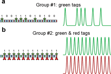 Discrimination of different DNA bar codes used to test single-molecule classification. Digital DNA (100111010100) was used to prepare both species. (a) To obtain group #1, bisPNA tag p2368 with TMR fluorophore was hybridized to the sites on the signal segments. (b) To obtain group #2, bisPNA tag p368 with TMR fluorophore was hybridized to the sites on the receptor segments. Since both block 0 and block 1 contain p368 sites, the resulting bar code is (111111111111). Alexa 647-labeled antibodies were conjugated to the bisPNA tag for group #2 molecules, generating a red bar code identical to the green identification bar code.