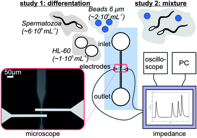 A schematic picture of the measurement set-up. The microfluidic chip is connected to the home-made impedance analyzer, which is connected to a PC and an oscilloscope. Visual inspection of the set-up is possible using an inverted microscope. Different samples are used for the two studies.