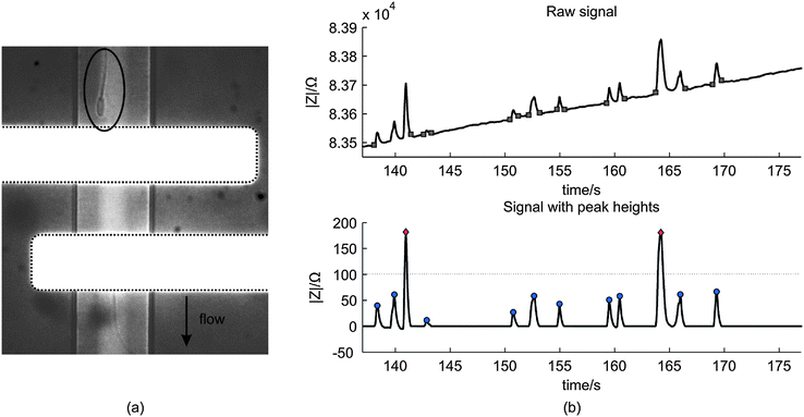 (a) A microscopic image of a spermatozoon passing the electrode pair (white horizontal stripes) (b) The above image shows an example of a raw impedance signal of the measurement with a spermatozoa concentration of 3.8 × 106 mL−1. The squares indicate the start and end of the peaks and are used to calculate the peak heights. The image below shows the processed signal with the peak heights. For this measurement, the threshold was 100 Ω such that two peaks are classified as ‘beads’ (rhombus) and ten as ‘spermatozoon’ (circle).