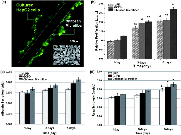 (a) Fluorescent micrograph of an aggregation of HepG2 cells on chitosan fibers and non-aggregation in Petri-dishes (inset). (b) Proliferation of HepG2 cells cultured on chitosan fibers for 5 days (n = 3, ** indicates P < 0.01). (c–d) Albumin secretion and urea synthesis levels synthesized in control HepG2 cells (UPD and GCPD) and cells cultured on chitosan fibers. Each point represents the mean of 5 samples (n = 5, * indicates P < 0.05, and ** indicates P < 0.01).