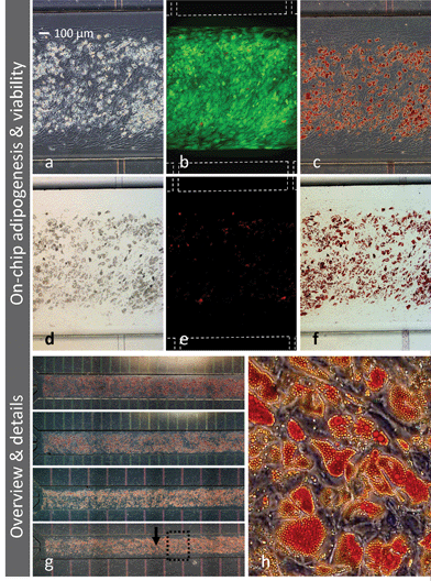 Microfluidic adipogenesis on patterned PS substrates. Adipocytes (containing lipid droplets) indicated by phase-contrast (a) and bright-field (d) microscopy of iMSC#3 cultures after on-chip adipogenic stimulation for 3 weeks. Note that cells are stably patterned inside the main channel (cultivation area being somewhat smaller than the channel itself) with no propagation into feeding channels. The culture was characterised by fluorescent microscopy, demonstrating good viability (b) and few dead cells (e). Oil Red-O staining confirmed extensive adipogenesis (c, f–h). Images (a–f) represent a section of one of 4 parallel microfluidic cultures (g, dotted frame). Details from the same culture are shown in (h). White dotted lines indicate channel wall position when not visible (b and e). Flow direction is indicated by an arrow. Magnification objectives: 4× (g), 10× (a–f) and 20× (h).