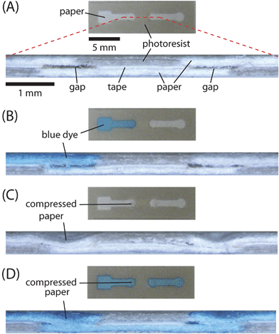Demonstration of ‘on’ buttons. (A) Top view and crosssection of a fully assembled 3-D device. The crosssection shows the two layers of paper, the layer of tape, and the small gaps between the channels. The crosssection image is obtained by sectioning the device, as illustrated by dashed line. (B) Top view and crosssection of a device identical to the one shown in (A) after adding 10 µL aqueous blue dye (1 mM Erioglaucine) to the left end of the channel. The gaps prevented the dye from wicking between the two adjacent layers of paper. (C) Top view and crosssection of a 3-D device after closing the gaps by compressing the top layer of paper with a ballpoint pen. (D) Top view and crosssection of a device identical to the one shown in (C) after adding blue dye to the left end of the channel. The dye wicked across the entire length of the channel.