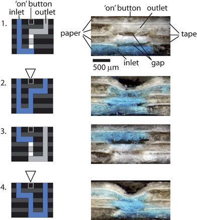 Schematic representations and photographs of the crosssections of the four buttons in Fig. 3. Buttons 2 and 4 were switched on by compressing the buttons using a ballpoint pen; buttons 1 and 3 were not compressed. The photographs were taken 10 minutes after the fluid had been added to the inlet.