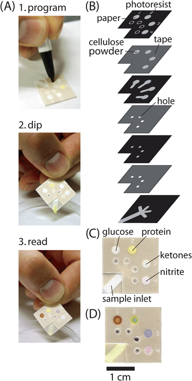 Programmable µPADs for urinalysis. (A) Schematic of the proposed strategy for using programmable µPADs. The device was programmed with a ballpoint pen to test for glucose and ketones, and dipped into a sample; the assays developed in the test zones. (B) Schematic diagram of the layers of paper and tape in the device shown in (A) for testing a sample of urine for any combination of glucose, protein, ketones or nitrite. (C) µPAD that was programmed to run all four assays, and dipped into a sample of artificial urine that contained no glucose, protein, ketones or nitrite. (D) µPAD that was programmed to run all four assays and was dipped into a sample of artificial urine that contained 10 mM glucose, 30 µM BSA, 10 mM acetoacetate, and 300 µM sodium nitrite. The color changes in each test zone indicate the presence of the analyte.