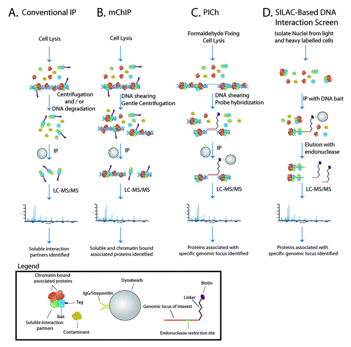 Proteomic schemes for the study of chromatin bound proteins. (A) Conventional IP circumvents the technical hurdles posed by chromatin by high centrifugation and/or DNA degradation prior to proteinpurification. (B) The mChIP method maintains the native protein–DNA interaction to purify protein networks associated with chromatin. (C) The PICh method uses a DNAprobe to selectively purify proteins associated with a genomic locus. (D) The SILAC-based DNA interaction screen uses quantitative proteomics and in vitro reconstituted protein–DNA interaction to identify proteins associated with a genomic locus.