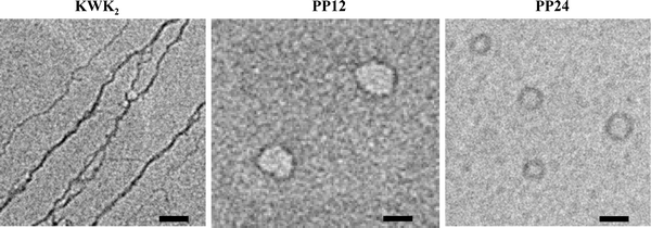 Representative TEM micrographs of λ-DNA condensates by KWK2, PP12 and PP24 at N/P = 12. Scale bar is 50 nm.