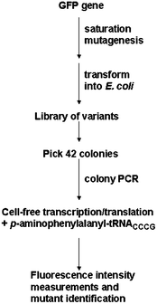 Identification of a variant with improved fluorescence of GFP bearing as site-specific inserted UAA.149 GFP library, created by saturation mutagenesis, was transformed into E. coli. Selected colonies were isolated for GFP gene amplification. These genes were translated in cell-free E. coli expression system in the presence of UAA and expressed variants were analyzed by fluorescence measurements.