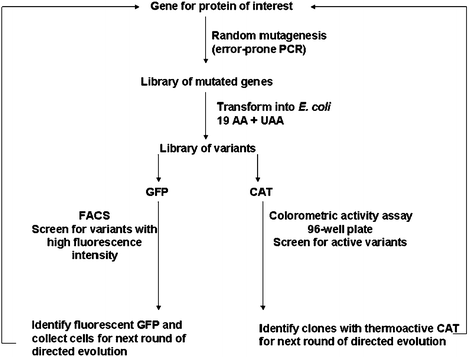 Scheme of directed evolution protocol for CAT129 and GFP148proteins with UAA incorporated in residue-specific manner expressed in E. coli. Gene library generated by error-prone PCR was transformed in E. coli and grown in media containing UAA. Variants were screened for desirable properties: activity for CAT, fluorescence intensity for GFP. The best variants were chosen for additional rounds of directed evolution.