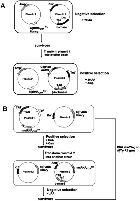 Selection strategies of orthogonal AARS/tRNA pairs for in vivo, site-specific incorporation using nonsense codons. (A) Negative and positive selection using barnase and β-lactamase as reporter genes for orthogonal amber suppressor MjtRNA in E. coli.15,61 When MjtRNA is charged by endogenous AARS, barnase is produced and cells die. Orthogonal MjtRNA cannot be recognized by cellular AARS and cells survive. Cognate AARS was identified by ability of cells to grow on ampicillin. (B) Positive and negative selection scheme for MjTyrRS specific for UAA. The selected mutRNACUATyr as shown in (A) is used for the following selections.54MjTyrRS library variants capable of activating UAA survive on chloramphenicol in presence of UAA, but cannot survive in media containing no UAA due to read through of the catgene.