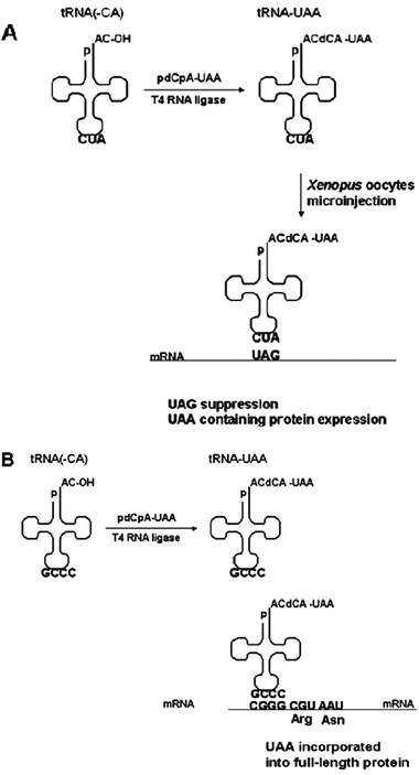 Alternative approaches for site-specific incorporation. (A) UAA incorporation through nonsense suppression in Xenopusoocytes.88 Designed tRNA with a chemically ligated UAA is introduced into Xenopusoocytes by microinjection and translates the mRNA bearing the stop codon. (B) Frameshift method for site-specific incorporation of UAA using four-base codons in cell-free expression systems. When CGGG is translated by UAA-charged tRNA, full length protein is produced with the UAA inserted at the CGGG site.89 When CGGG is read as CGG by endogenous tRNAprotein synthesis is terminated.