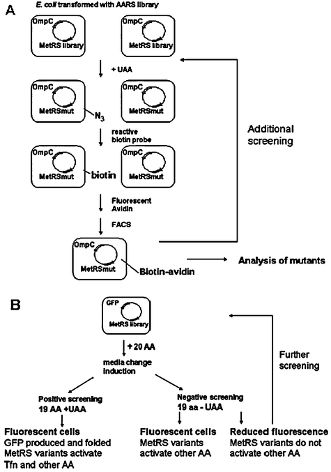 Screening methods of AARS mutants for residue-specific incorporation of UAAs. (A) Identification of MetRS variants in E. coli for incorporation of azidonorleucine by exploiting its reactive side chain via bio-orthogonal 3 + 2 cycloaddition.103 Cells are transformed with plasmid bearing a MetRS library and the reporter OmpCgene. OmpC expression is induced in presence of UAA. Successful incorporation of UAA results in cell surface display of reactive side chain that forms covalent bond with reactive biotin in the presence of Cu(ii). Biotin on the cell surface is subsequently bound to fluorescent avidin. Employing fluorescence-activated cell sorting (FACS), labelled cells can be isolated. Sorted cells can be analyzed to identify MetRS mutants or subject to additional screening. (B) Screening for MetRS variants that activate trifluoronorleucine for residue-specific incorporation in E. coli.104 Cells transformed with a construct containing a MetRS library and the GFP reporter gene are grown in media containing 19 amino acids in the presence (positive screening) or absence (negative screening) of UAA. Cells collected in negative screen are subjected to further positive and negative screening to identify cells that grow in the presence of UAA and exhibit high fluorescence.