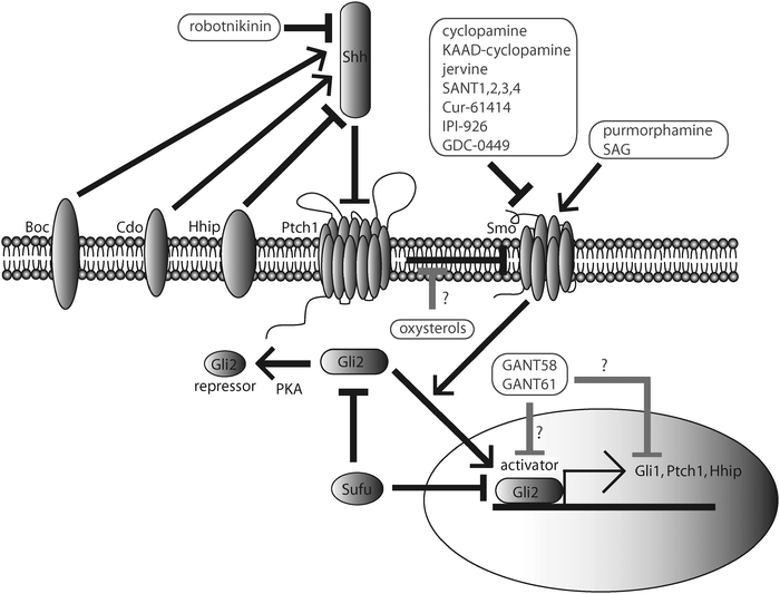 The Sonic Hedgehog (Shh) pathway in vertebrates. Shh binds to Patched1 (Ptch1) and reverses repression of Smoothened (Smo). This activates Gli2, which translocates into the nucleus and participates in the activation of target genes, including Gli1, Ptch1 and Hhip. In the absence of Shh, Gli2 is phosphorylated and cleaved into a truncated peptide that represses transcription of Shh-target genes. Hhip acts at the cell surface to repress Shh. Boc and Cdo act at the cell surface to activate Shh. Sufu is an endogenous Gli-repressor. Small molecules including cyclopamine, KAAD-cyclopamine, jervine, SANT1-4, Cur-61414, IPI-926, and GDC-0449 inhibit Shh signaling by targeting Smo. Robotnikinin is a small molecule that binds directly to Shh and inhibits Shh signalingupstream of Smo, at the Shh level. Purmorphamine and SAG are synthetic Shh-signalingagonists that bind directly to Smo and compete with cyclopamine–Smo interactions. GANT58 and GANT61 inhibit Shh-signaling activity downstream of Smo and Sufu. Several oxysterols, including 20α-hydroxycholesterol, 22(S)-hydroxycholesterol, 24(S)-hydroxycholesterol, and 25-hydroxycholesterol, activate the Shh pathway. The Shh signaling pathway contributes to a variety of biologic processes including vertebrate development and oncogenesis (Section 1.2).