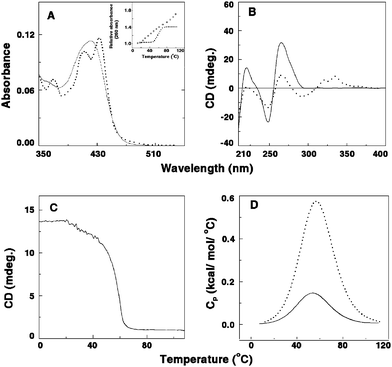 (A) Representative absorption spectral changes of coralyne in the absence (solid curve) and presence (dashed curve) of poly(A). Inset: UV melting profile of poly(A) (□) and the poly(A)–coralyne complex (■). (B) Circular dichroic spectra of single-stranded poly(A) in the absence (solid curve) and presence (dashed curve) of coralyne. (C) Circular dichroic melting profile of a solution containing 55 μM of poly(A) and 13.75 μM of coralyne monitored at 274 nm. (D) DSC thermograms of poly(A) (solid curve) and the complex of poly(A) and coralyne (dashed curve). (Reprinted from Giri and Kumar,39Arch. Biochem. Biophys., 2008, 474, 183–192. © 2008, with permission from Elsevier).