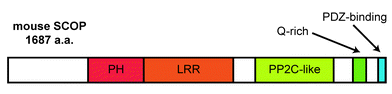 The domain composition of SCOP. Positions of the PH, LRR, PP2C-like, Q-rich, and PDZ-binding domains in the mouse SCOP protein are indicated.