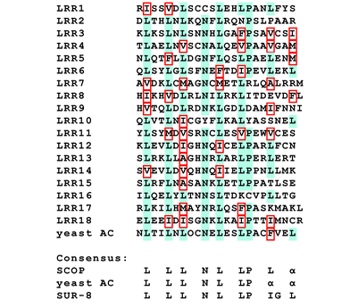 LRR sequence homology of SCOP, adenylyl cyclase, and SUR-8. Alignment of 18 SCOP LRRs and the consensus across SCOP, yeast adenylyl cyclase (AC), and human SUR-8 are shown. Residues conserved in the majority of LRRs are shaded in blue. Allowable substitutions for leucine residues are outlined in red.