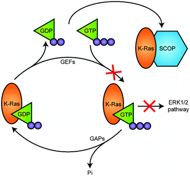 SCOP negatively regulates activation of K-Ras. Ras cycles between a GTP-bound active state and a GDP-bound inactive state viaGTP hydrolysis and GDP–GTP exchange steps. Guanine nucleotide exchange factors (GEFs) interact, reduce the affinity of Ras for GDP, facilitating formation of the nucleotide-free form, to which GTP binds for its activation. GTPase activating proteins (GAPs) increase the intrinsic GTPase activity of Ras and thereby promote its inactivation. SCOP is unique in that it binds to the nucleotide-free form to inhibit formation of the GTP-bound active form.