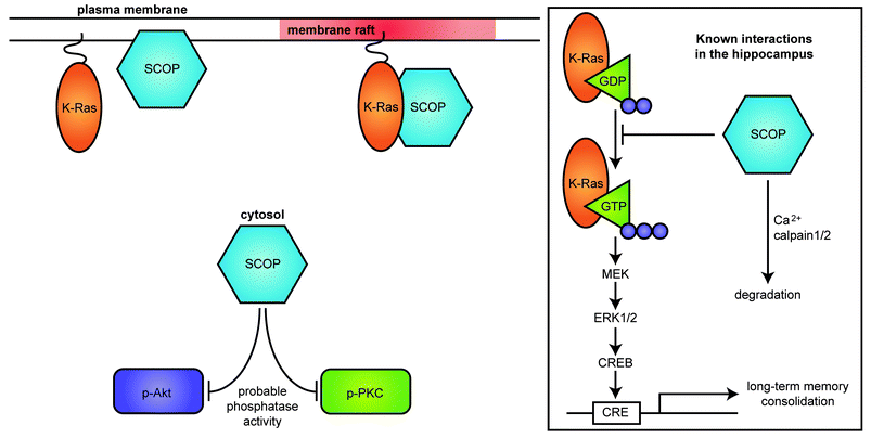 SCOP localization within the neuron. SCOP is expressed in the cytosol, on membranes, and in membrane rafts. SCOP colocalizes with and binds to K-Ras in membrane rafts. SCOP is also reported to have phosphatase activity in non-neuronal cells, which may have other functions in neurons. Inset: In the hippocampus, SCOP attenuates ERK1/2 activity by binding to the nucleotide-free form of K-Ras, thereby inhibiting the ERK signaling pathway. Calpain-mediated degradation of SCOP may contribute to activation of ERK1/2.