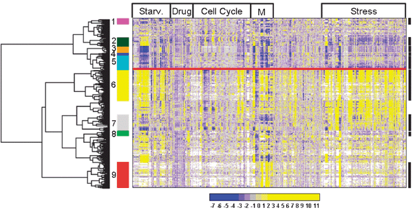 Hierarchical clustering of top-500 most variable genes including all microarray experiments. The colour legend shows the entire range of observed regulation (log2 of expression ratios). Selected GO categories that were enriched in clusters are highlighted as follows. Cluster 1 (magenta): iron related functions, cluster 2 (dark green): cytokinesis, cluster 3 (orange): translation, cluster 4 (blue): vitamins and thiamine, cluster 5 (cyan): metabolism, cluster 6 (yellow): stress response, cluster 7 (grey): protein folding, cluster 8 (green): conjugation, and cluster 9 (red): meiosis. The experimental conditions are divided in major groups as indicated on top: starvation, treatment with drugs, cell-cycle, meiosis and stress. The unassigned conditions are from various other experiments, mainly addressing chromatin modification, transcription, and mRNA decay. See Supplementary Table S5 (ESI) for more details. The clusters with no number did not present any biological significant enrichment.