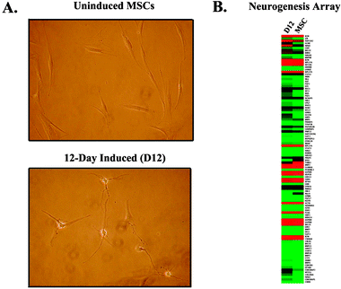 Morphological and genomic profile during neuronal differentiation of MSCs. A. Photomicrograph showing undifferentiated MSC morphology. (Top) MSCs are long, flat, asymmetrical cells, which, upon neuronal induction (Bottom), sprout extensive neurites and become refractive under phase contrast microscopy. B. This metamorphosis in appearance is coincident with a global change in neurogenic gene expression, as illustrated by the microarray heat map.