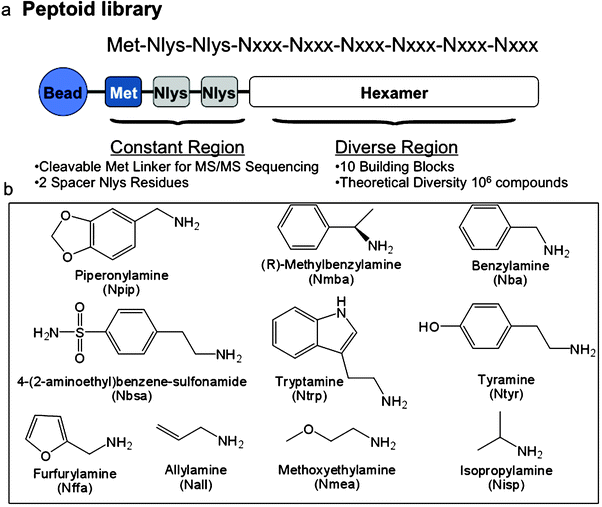 Structure of the peptoid library employed in the screen. (a) General structure of the compounds in the library, including three fixed residues at the C-terminus and the remaining six diversified residues. (b) The ten amines employed to make the library using sub-monomer synthesis.17