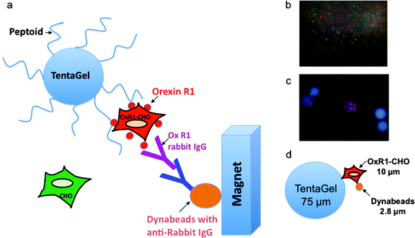 A two-color, cell-based magnetic screen to identify OxR1-binding ligands. (a) Schematic representation of the assay. This protocol results in the magnetic retention of the TentaGel beads that display peptoids able to bind to OxR1. (b) Cells labeled with quantum dots were visualized under a fluorescent microscope equipped with a DAPI filter to verify labeling efficiency. The small red circles are Qtracker 655-labeled OxR1-CHO cells and the green cells are Qtracker 565 labeled CHO parental cells. (c) Fluorescence microscopic image of select beads after magnetic screening (100× total magnification, DAPI filter). The bead observed to bind only red-stained cells represents one of our hits out of 3 000 000 beads. (d) Size comparison of TentaGel beads, living cells and Dynabeads.