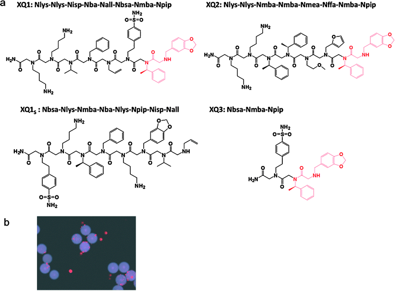 The hits identified from the screen and evaluation of their binding specificity. (a) Chemical structures of two of the hits isolated in the screen (XQ1 and XQ2) in soluble form as C-terminal primary amides. A scrambled version of the XQ1 sequence as XQ1s was synthesized as a negative control. A truncated derivative of XQ1, named as XQ3, was created that contains the putative pharmacophore. (b) Evaluation of the binding specificity of two of the hits identified from the screen. XQ1 and XQ2 were re-synthesized on TentaGel beads and incubated with OxR1–CHO and parental CHO cells labeled with red and green quantum dots, respectively. Only red-labeled cells bound to the beads as shown here for the beads displaying XQ1.