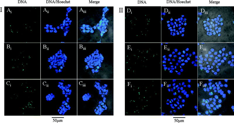 Intracellular distribution of PMMA-g-oligoamine/DNA complexes at N/P ratio of 60 in (I) 293 T and (II) HeLa cells. (A, D) refer to PMMA-g-DETA/DNA complexes, (B, E) refer to PMMA-g-TETA/DNA, and (C, F) refer to PMMA-g-TEPA/DNA complexes. YOYO-1 labeled DNA (i), DNA and Hoechst 33258 (ii) and merged images (iii).