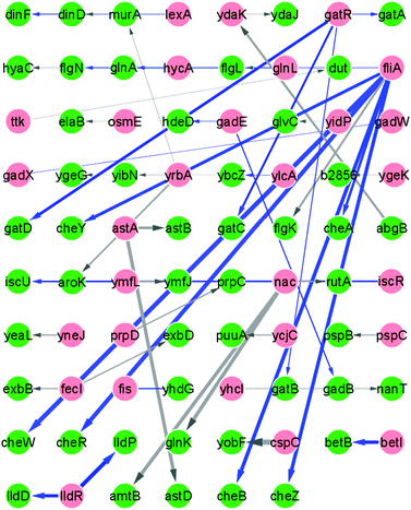The top 50 transcriptional regulatory relationships inferred by LPC. Directed edges that have experimental support in RegulonDB release 6.3 are indicated by blue arrows, edges that are not yet supported by data in RegulonDB are depicted in grey, and known edges with incorrectly predicted directions are depicted as undirected blue lines. TFs are marked by red circles and regulated genes by green circles. Line width is proportional to the Fisher's Z-transformed partial correlation value returned by LPC.