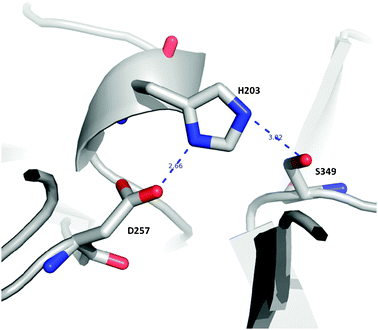 Catalytic site of the allergenic serine protease Api m 7. The catalytic triad is formed by residues His203, Asp257 and Ser349.