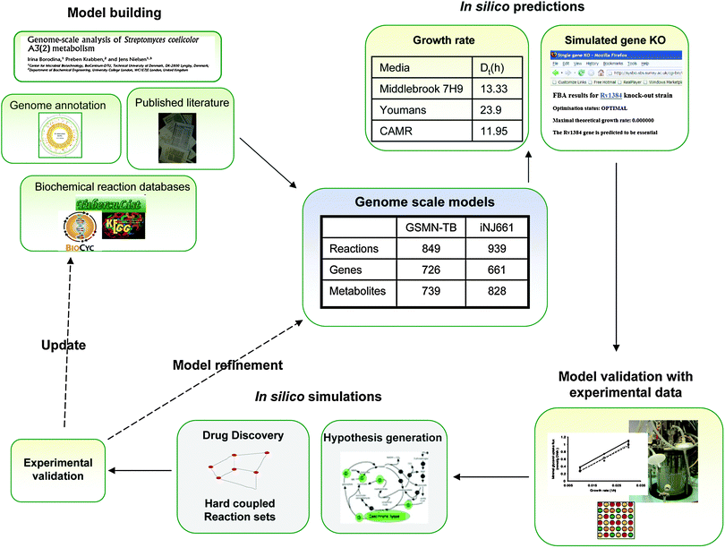 The iterative process of modeling the metabolism of the pathogen Mycobacterium tuberculosis. A cycle of model building and experimental validation, refinement of the model for the identification of drug targets and hypothesis generation is shown. The drawing includes the properties of the two available genome scale models.28,29