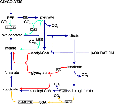 A metabolic map of central metabolism in M. tuberculosis showing the reactions surrounding the TCA cycle. The standard TCA cycle is shown in blue with the variant (SSA) pathway in yellow. Anaplerotic/gluconeogenic reactions are shown in turquoise with the glyoxylate shunt in red. Only enzymes mentioned in the text are indicated, including KOR (α-ketoglutarate ferredoxin oxidoreductase), KGD (α-ketoglutarate decarboxylase), GabD1/D2 (succinic semialdehyde dehydrogenase), ICL (isocitrate lyase) and MEZ (malic enzyme (malate dehydrogenase, decarboxylating)), PEPCK (phosphoenolpyruvate carboxykinase), PK (pyruvate kinase) and PYC (pyruvate carboxylase).