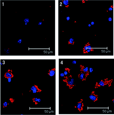 A preliminary study on the activation and antigen presentation of