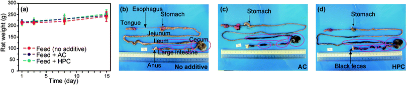 Change in body mass of rats administered feed mixtures containing 5% HPC and 5% AC, compared with feed with no additive (a). Photographs of the gastrointestinal tract by laparotomy after 2 week administration of non-additive (b), 5% AC (c), and 5% HPC (d) feed groups. Circled sections indicate the location of digested material.