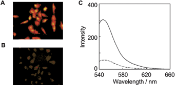 (A,B) Fluorescent microscopic observation of A549 cells as incubated with 50 μM IQ-R for 24 h at 37 °C under hypoxic (A: 0.02% oxygen) or aerobic conditions (B: 20% oxygen) and then washed with PBS. (C) The fluorescent spectra of IQ-R (5 μM) upon treatment for 6 h with the cell lysate derived from A549 cells under hypoxic () or aerobic conditions (). The fluorescence spectra were measured with excitation at 525 nm.