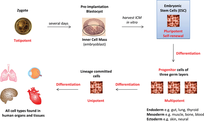 Origin of embryonic stem cells and their utility in forming all cell types found in human organs and tissue. (Terms in red are defined in Table 1.)
