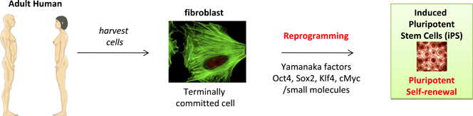 Source of induced pluripotent stem cells by reprogramming terminally committed cells. (Terms in red are defined in Table 1.)