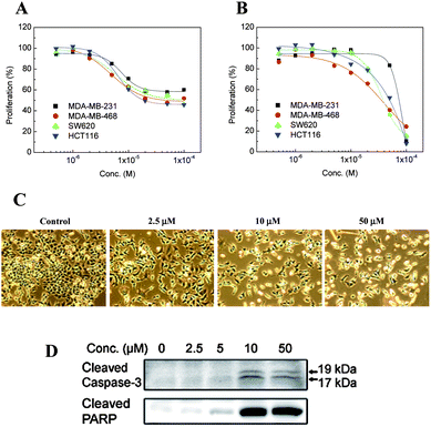 Inhibitory effect on proliferation of several cancer cell lines at different concentrations of I after incubation for 24 (A) or 48 h (B). Morphology of HCT-116 cells after treatment with I (C). Increase in cleaved caspase-3 and PARP after treatment with 10 μM I (D).
