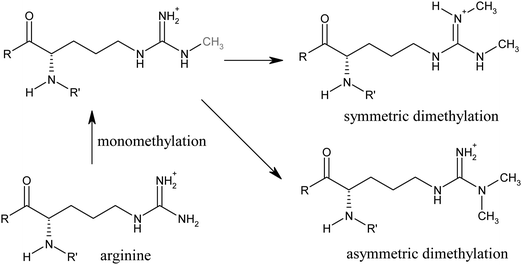 
            Arginine
            methylation.