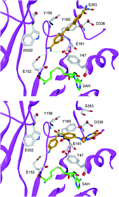 Docking solutions for the PRMT1 inhibitorsstilbamidine (top, coloured orange) and allantodapsone (bottom, coloured orange). Hydrogen bonds are shown as dashed lines, the protein backbone is shown as pink ribbon and the cofactor analogue SAH is coloured green.