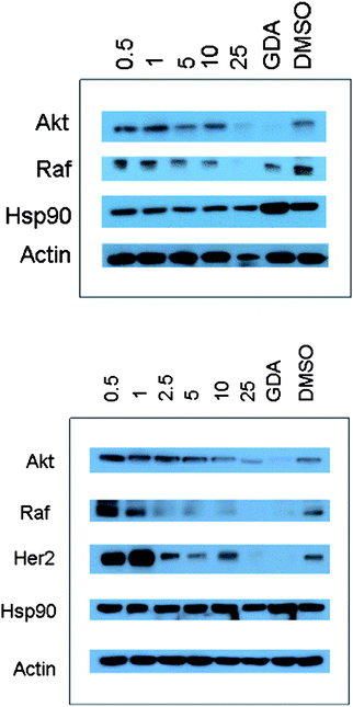 Western blot analyses of MCF-7 cell lysates for Hsp90 client protein degradation after 24 h incubation. Concentrations (in μM) of 5 (top blot) and 18 (lower blot) are indicated above each lane. GDA (geldanamycin, 500 nM) and DMSO were respectively employed as positive and negative controls.