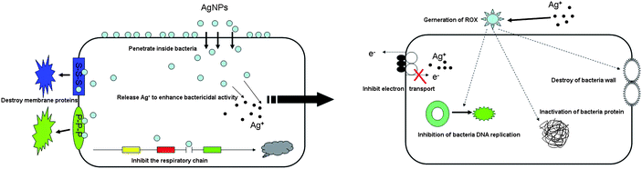 A schematic drawing showing the various mechanisms of antibacterial activities exerted by silver nanoparticles.