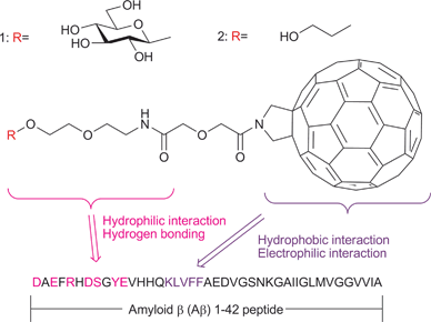 Chemical structures of fullerene hybrids 1 and 2 and Aβ42 peptide.