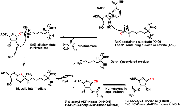 The proposed chemical mechanism for the sirtuin-catalyzed lysine Nε-de(thio)acetylation reaction. When a ThAcK-containing suicide substrate (X = S) is used, the corresponding S-alkylamidate intermediate is stalled along the reaction coordinate. ADP, adenosine diphosphate; B: refers to a general base.