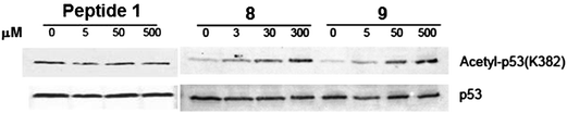 Western blot analysis of the p53 protein acetylation level change in HCT116 human colon cancer cells following the treatment with 1, 8, or 9.