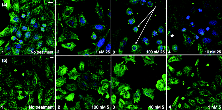 Confocal images of HeLa (cervical cancer) cells. (a) Treatment with 25. Accumulations of MTs encircling some nuclei were seen at 100 nM (arrow, panel 3) along with asters 10 nM (asterisk, panel 4). (b) Treatment with CA-4 (5). Staining: anti-tubulin, Dm1a (green), DNA, DAPI (blue). Representative images shown, scale bar 10 μm.