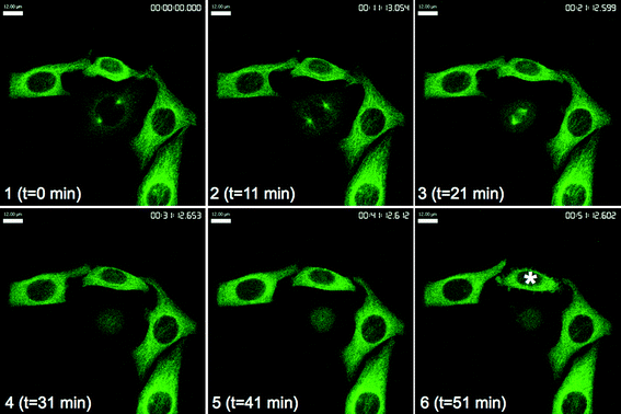 GFP-tubulin HeLa (cervical cancer) cells after treatment with 25 at 10 nM. The asterisk denotes blebbing interphase cell at t = 51 min. Images taken at 10 min intervals immediately after drug addition. Scale bar, 12 μm.