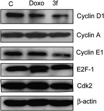 Effect of chalcone derivatives on the expression of cyclin and associated proteins. MCF-7 cells were treated with compound 3f and doxorubicin (Doxo) at 4 μM concentration. Western blot analysis was carried out with antibodies against (cyclin D1, cyclin-A and cyclin E1); CDK2, E2F-1 and β-actin was used as loading control.